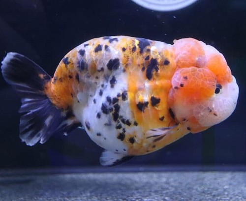 Or.ranchu calico 6-7 cm  zonder rugvin